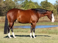 घोड़ा, Quarter Horse — फ़ोटो 7