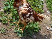 Chickens — photo 2