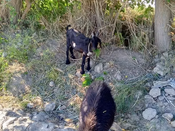 Cabra, Cabras