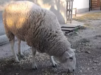 Schaf, Schafe — Foto 3