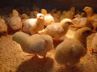 Chickens — photo 3