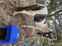 Horse (M), American paint horse — photo 8