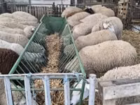Schaf, Ile-de-France sheep — Foto 3