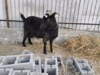 عنزة, Czech Brown Shorthaired goats — الصورة 1