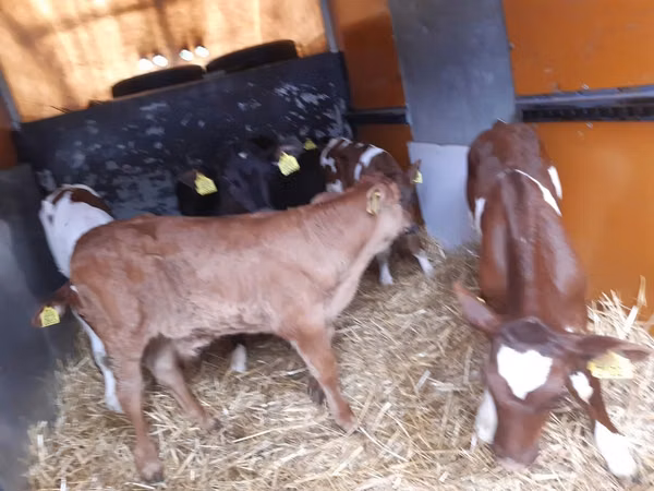 Toro, Vaca Limousin