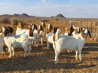 ماعز (دفعة، الجنس غير محدد), Boer goat — الصورة 3