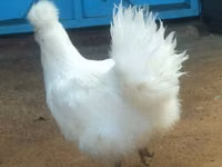 Brahma — Foto 3