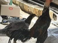 Chickens — الصورة 2