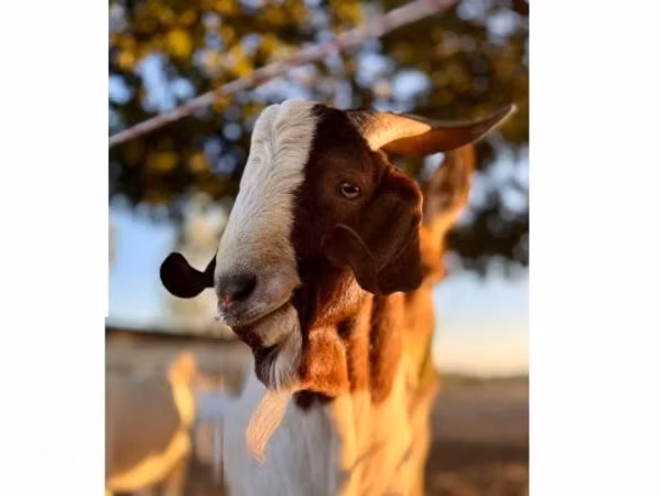 Cabro, Boer goat
