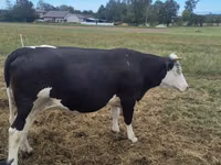 Vaca, Raza Holstein — foto 7
