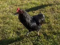 Araucana — Foto 7