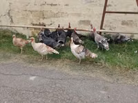 Turkeys — photo 2