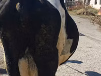 Cow, Holstein breed — photo 2