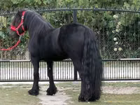 Hengst, Fell pony — Foto 3
