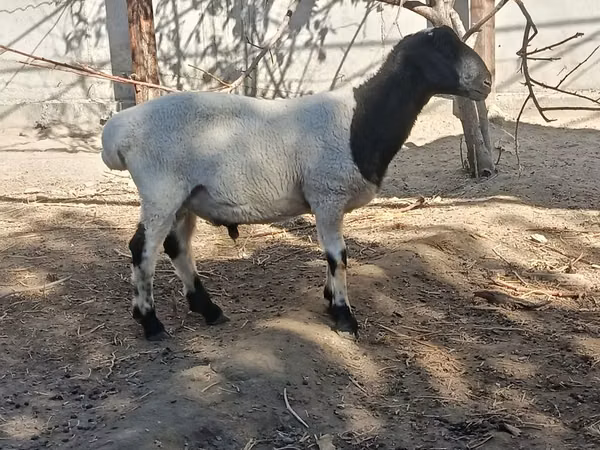Ram, Sheep