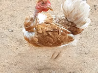 Chickens — foto 1
