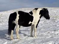 Hengst, Mugalzhar horse — Foto 1
