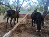 Mare, Horses — photo 3