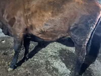 गाय, Russian Black pied cattle — फ़ोटो 5