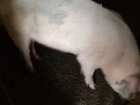 Boar — photo 3