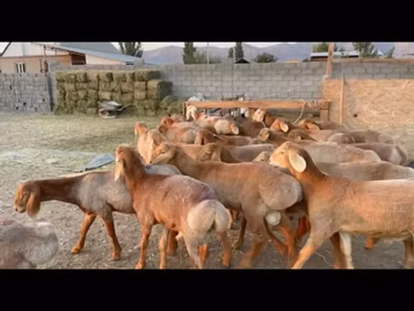 Ram, Karakul sheep