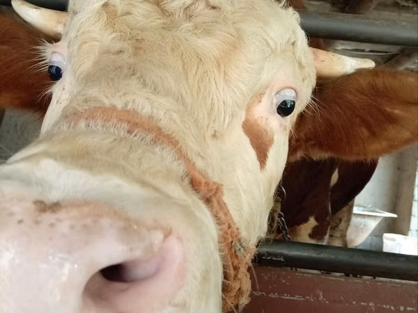 Bull, Simmental cattle