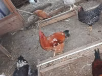 Brahma — Foto 4