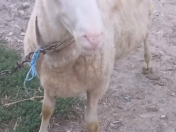 Carnero, Ovejas