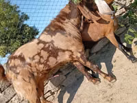 Billy Goat, Kamori goats — photo 5