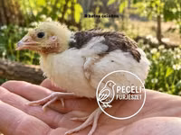 Quails — Foto 4