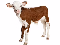 Premixuri pentru animale şi păsări / Премиксы для птиц и животных — foto 5