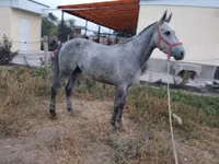 घोड़ा, Friesian sport horse — फ़ोटो 2