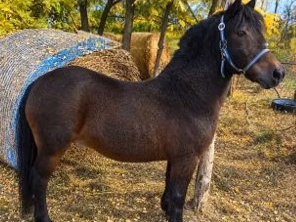 Caballo, Caballos