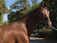 घोड़ी, Hanoverian — फ़ोटो 4