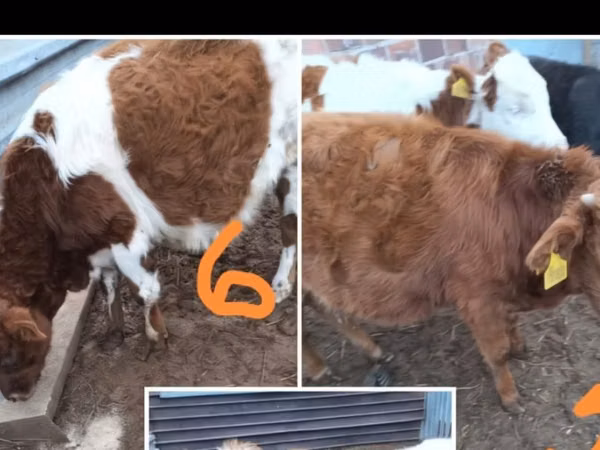 Cattle (batch, sex not specified), Simmental cattle