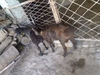 मेढ़ा, Rhon sheep — फ़ोटो 3