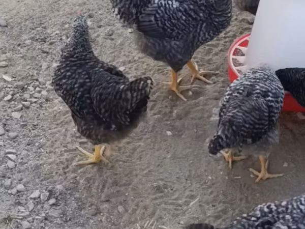 Chickens