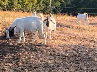 बकरी, Boer goat — फ़ोटो 8