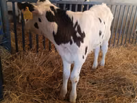 Toro, Russian Black pied cattle — foto 4