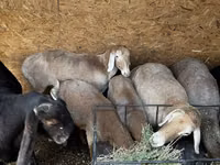 Schaf, Arashan sheep — Foto 8