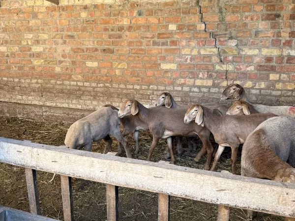 Sheep, Hissar sheep