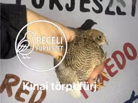 Перепела — фото 3