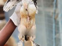 Brahma — foto 4