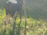 Toro, Ganado vacuno — foto 3