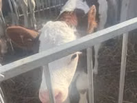 公牛, Simmental cattle — 照片 1