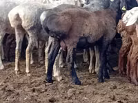 Carnero, Kazakh fat-tailed coarsewool sheep — foto 2