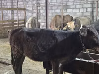 Vaca, Ganado vacuno — foto 4