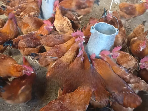 Shamo chickens