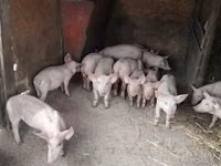 Cerdos (lote, sexo no especificado), Cerdos — foto 1