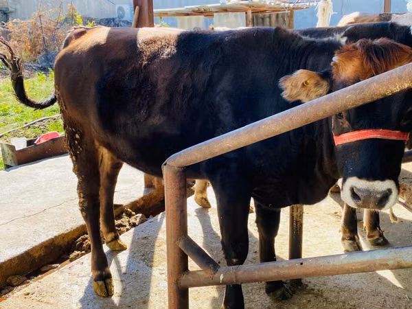 Bulle, Swiss cattle